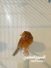  1 3 طواير مورديات  اهالي فراخ