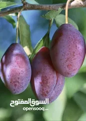 26 مشاتل المملكة الزراعية لتنسيق الحدائق