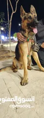  2 كلب جيرمن شبرد بيور عضم عريض