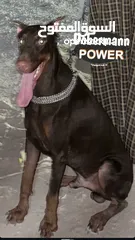  1 Doberman دوبرمان