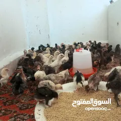  2 صوص بلدي عمر 10ايام