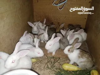  1 أرانب للبيع