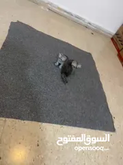 10 كتن للبيع بسعر مغري