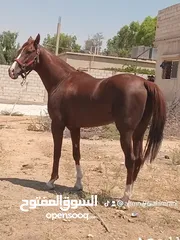  4 مهر سبق مثبوت