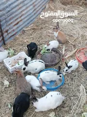  3 أرانب للبيع ذكور وإناثي شغالات وبداية شغل