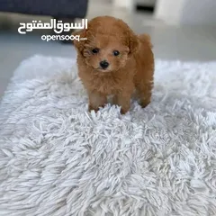  1 Mini Toy Poodle