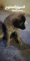  1 كلب للبيع