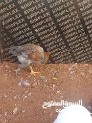  4 جاج براهمي