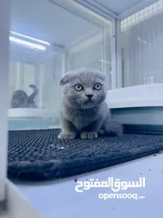  4 scottish fold kittens and british short hair kittens