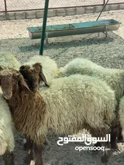  2 ذبايح نعيم بريه للبيع طيبه