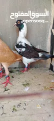  2 خمس فحول ضرب