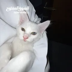  1 قطو عمره شهر لتبني