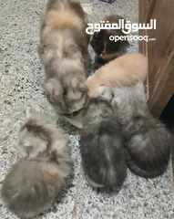  1 قطط بيت شيرازي