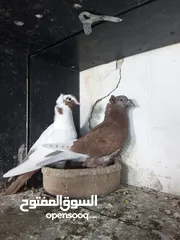  5 جواز حمام للبيع السعر نهائي