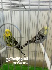  2 جوز حب انجليزي بسعررر مغري 35 دينار من الاخر