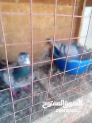  5 حمام كش وزق للبيع او للبدل على عصفير