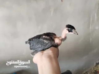  3 صيصان بلدي عمر شهرين جوده عاليه