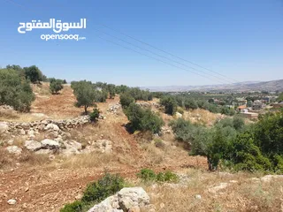  4 ارض 6 دونمات مزروعة زيتون في الصبيحي سعر مغري 100000 قرب التنظيم