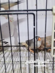  15 زيبرا مكس انقلش