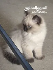  3 قطط هملايا بعمر شهر