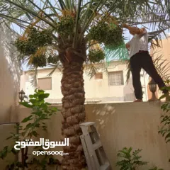  21 لتنظيف النخيل والواشنتونيا والاهتمام بالحدائق والثمار بكافه انواعها