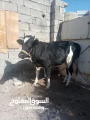  1 هاشه اللبيع