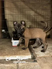  7 جراو مالينوووو للبيع قناع اسود دم حامي عمر 45 يوم