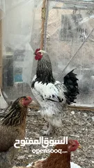  1 ديك وخمس دجاجات براهمي