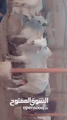  2 غنم وعجول للبيع