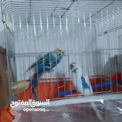  14 التواصل عبر واتس اب ببغاء كوكتيل  حجم كبير وعصافير حب مفتل و البينو وعادي عادي احجام كبيره