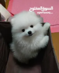  1 جراء بوميرانيان صغيرة للتبني