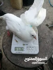  10 متوفر لزبائنها الكرام زغاليل حمام بلدي للذبح نخب اول أحجام ممتازة