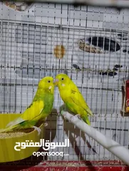  5 عصافير حب و فيشر للبيع