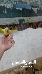  5 ببغاء جرين شيك انناس اليف مدرب طيران حر