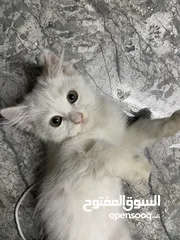  2 قط شيرازي ابيض