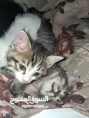  2 قطةانثى   كتن عمر 35 يوم