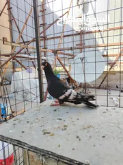  15 15 طير مخلف 4 يهودي رقبه شبر 4 مزههورات 4 نوري  1مخلف سلفر يهوديات نخب رقبه شبر 12 جوز يهودي