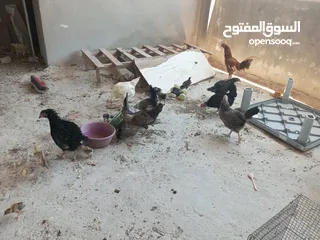  14 السلام عليكم،دجاج بلدي بياض للبيع،عمر سنه سعر الحبه 8 دنانير، صحه ونظافه،الموقع جرش دير الليات،