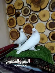  4 السلام عليكم بسم الله ما شاءالله جواز كلها نخب اول