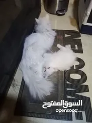  4 قطط للتبني ام وابنها بحاله ممتازه