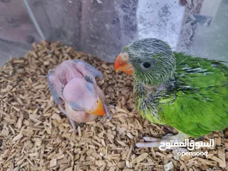  2 Mitto Green parrot small