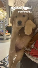  4 Golden retriever  قولدنريتريفر