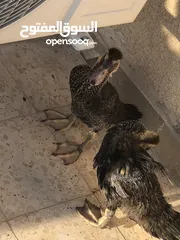  3 بط بلدي للبيع