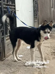  2 كلبه هاسكي نتايه