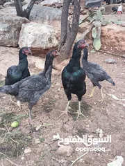  2 بيض باكستاني مخصب