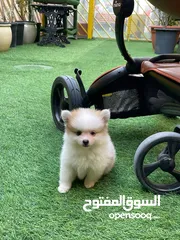  8 pomeranian dogs male and female 2 month old