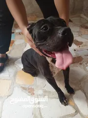  1 كلبه بتبولاي