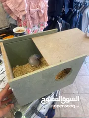  4 فرخ ببغاء اللوري مميز جدا عمرو 32 يوم زق يدوي