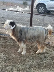  3 رمج نوادر من حلال الرحوب هاده وعشار