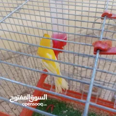  3 عصافير كناري